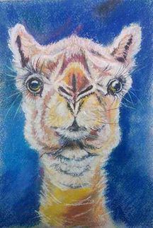 Корабль пустыни