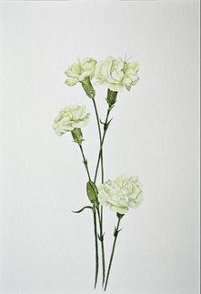 Гвоздика (Dianthus spray)