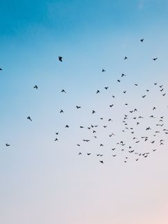Migration
