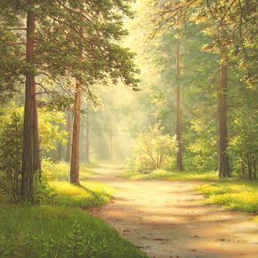 Дорога в сосновом лесу