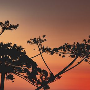 Силуэт заката