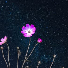 Космические цветы