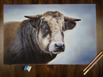 Бык