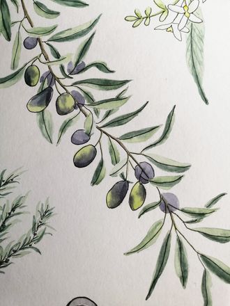Оливковое дерево - лат. Olea europaea