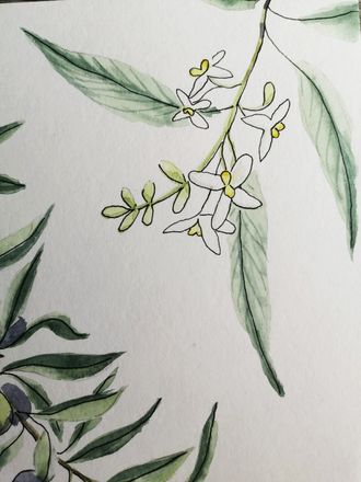 Оливковое дерево - лат. Olea europaea
