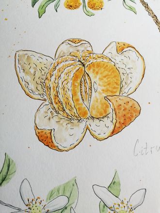 Мандарин - лат. Citrus reticulata