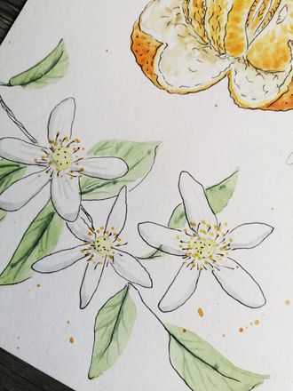 Мандарин - лат. Citrus reticulata