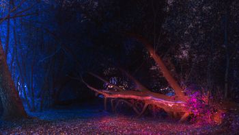 Алое дерево