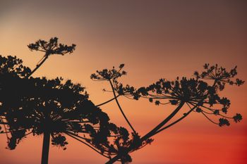 Силуэт заката