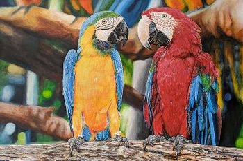 Пять попугаев или парочка