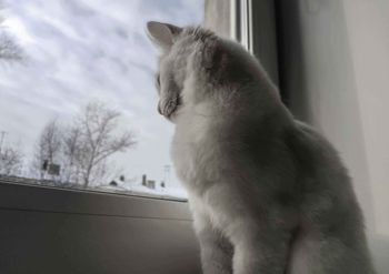 Белая