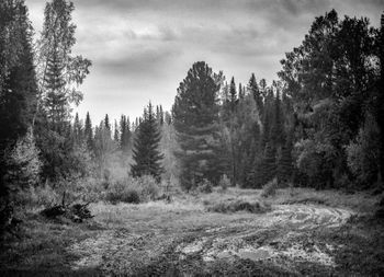 Таежный путь