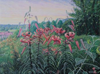 Лилии Саранки