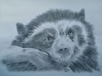 Энди Панда.