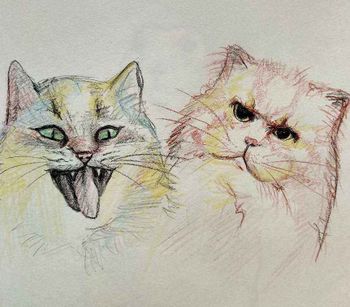 Котики