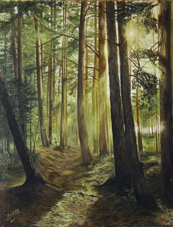 Лес возле Балтийского моря, лагеря Нооурос.