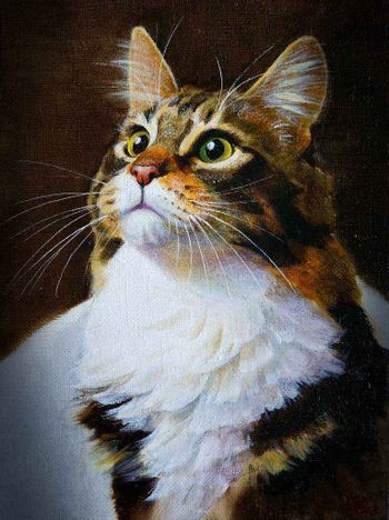 Серая кошка