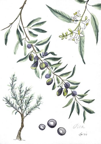 Оливковое дерево - лат. Olea europaea