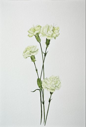 Гвоздика (Dianthus spray)
