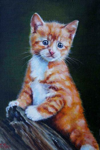 Рыжий котёнок