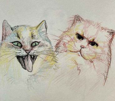 Котики