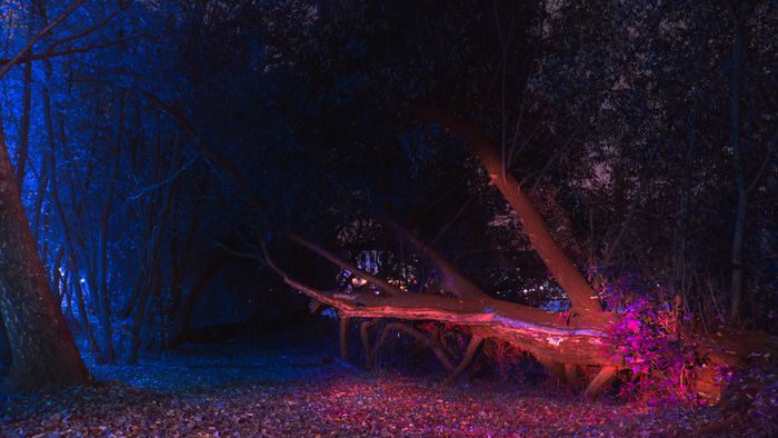 Алое дерево