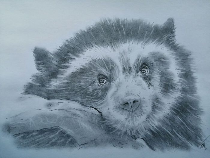 Энди Панда.