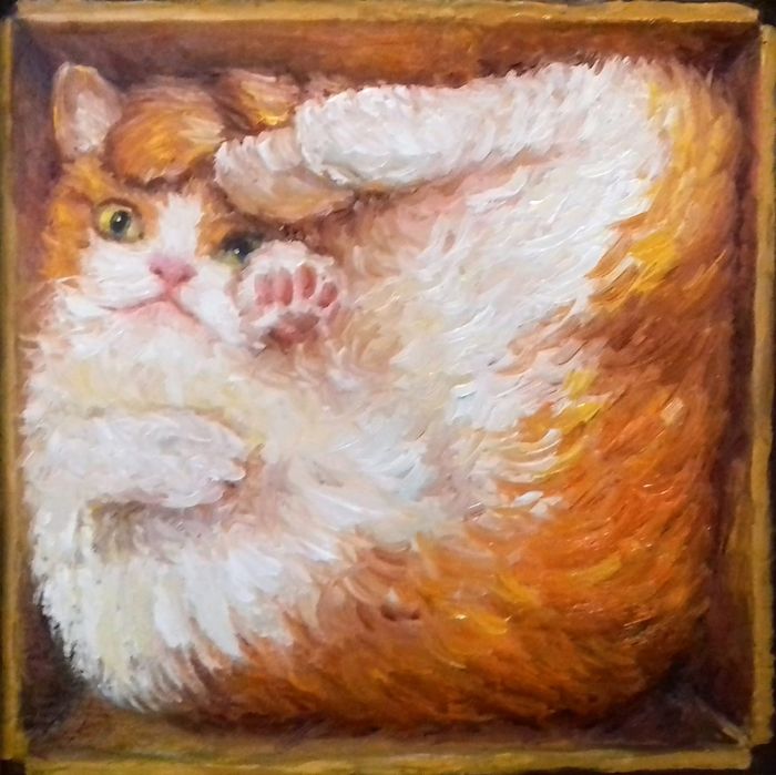 кот в коробке