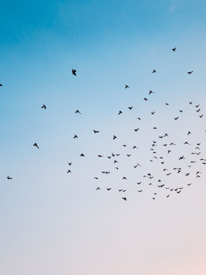 Migration