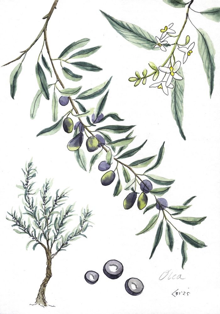 Оливковое дерево - лат. Olea europaea